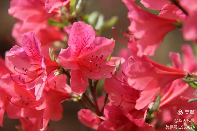 枣庄永安莲花山生态园牡丹花红杜鹃进入盛花期